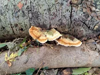 Echte korstzwammen [Stereaceae]